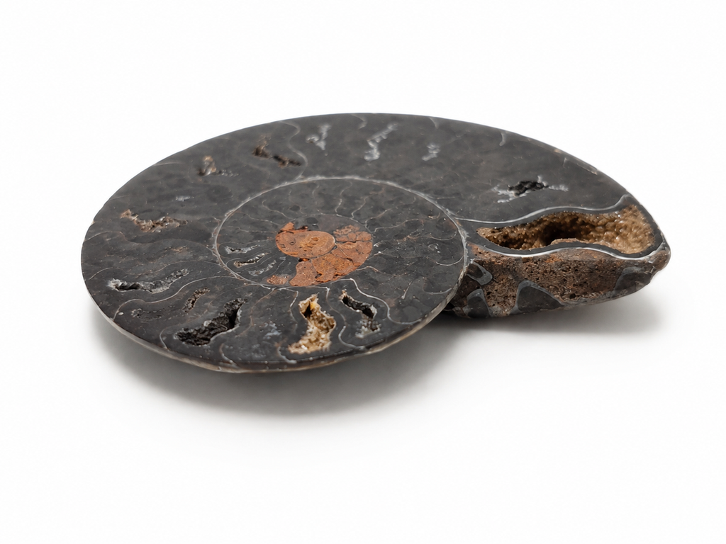 Black Ammonite Fossil