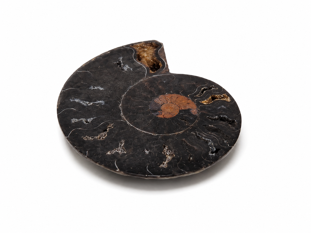 Black Ammonite Fossil