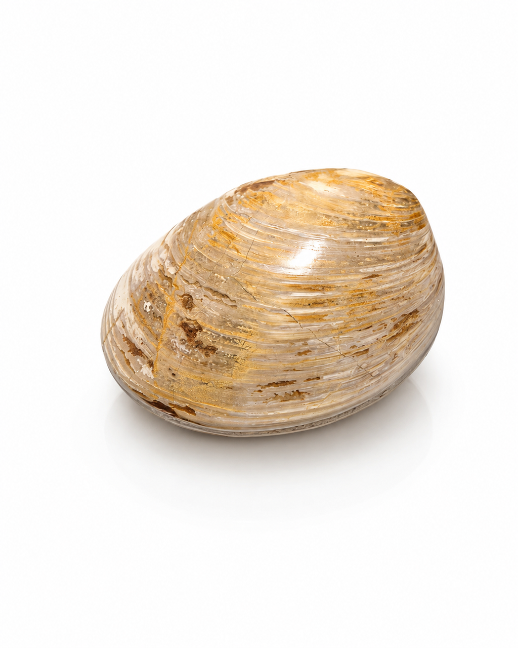Polished Clam Fossil Specimen