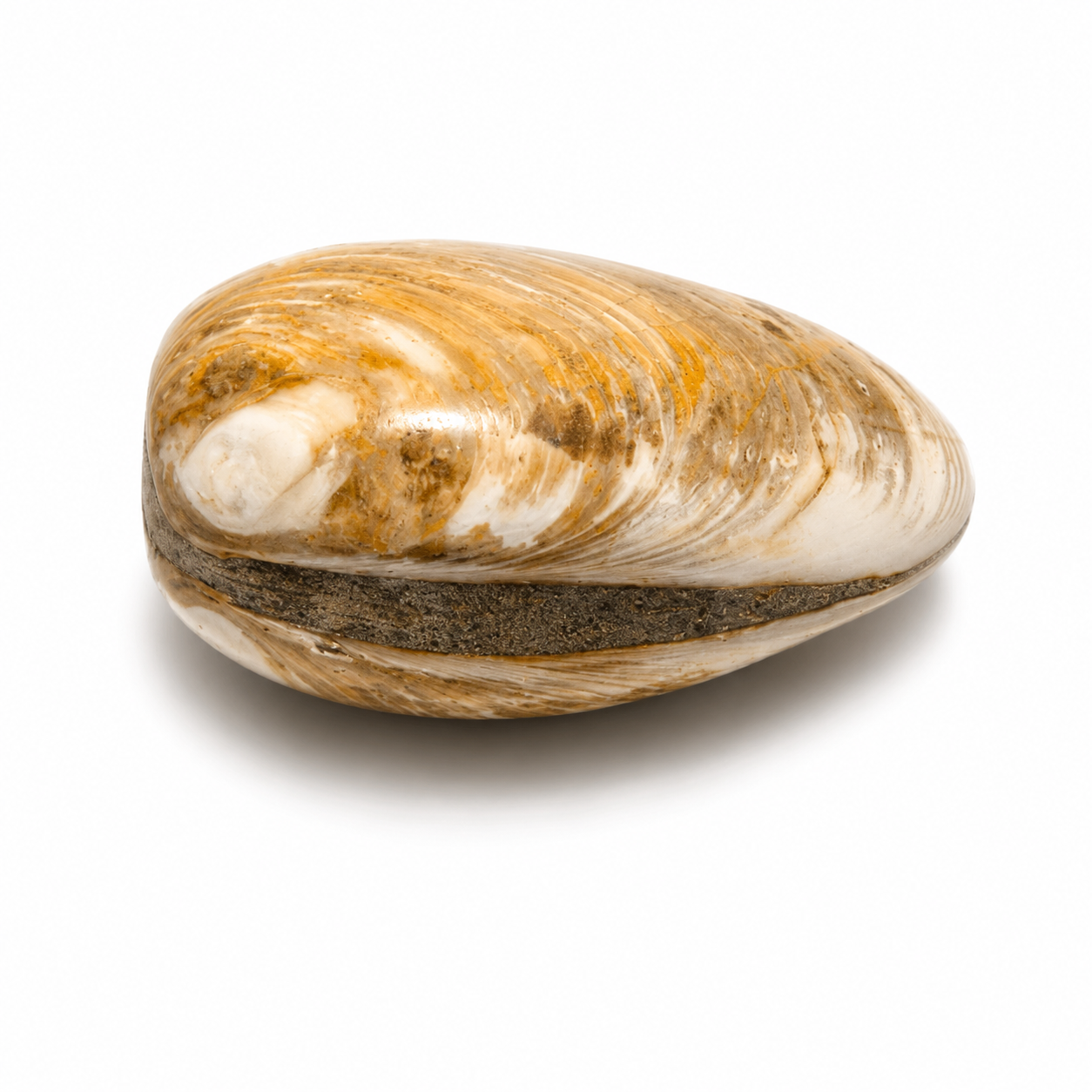 Polished Clam Fossil Specimen