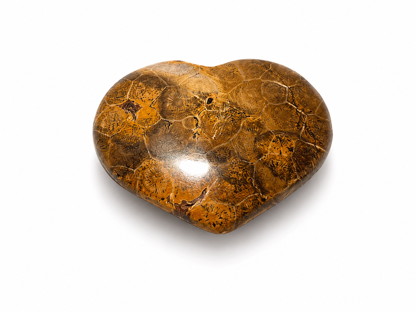 Coral Heart Fossil