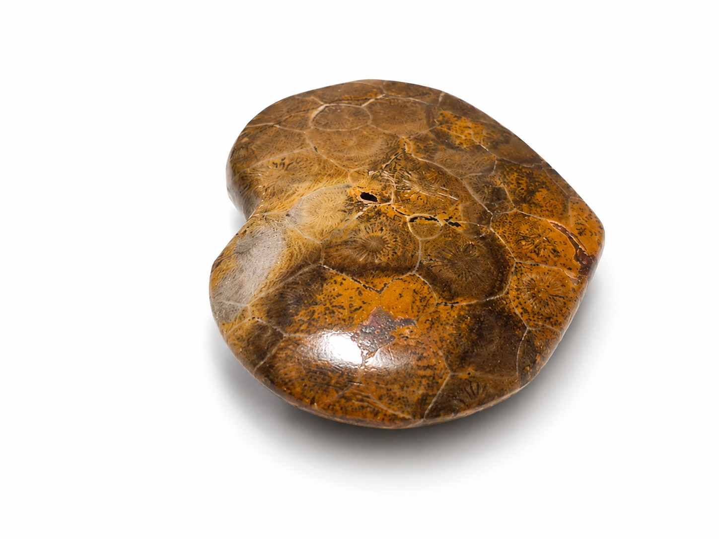 Coral Heart Fossil
