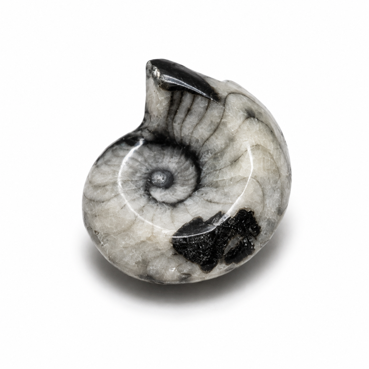 Goniatite Fossil – Polished Ammonite Ancestor