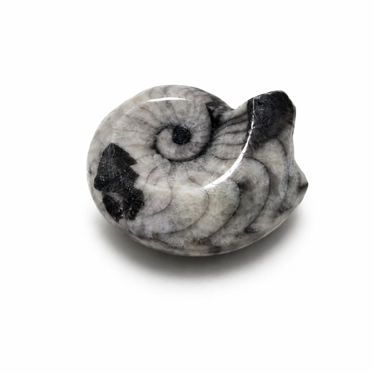 Goniatite Fossil – Polished Ammonite Ancestor