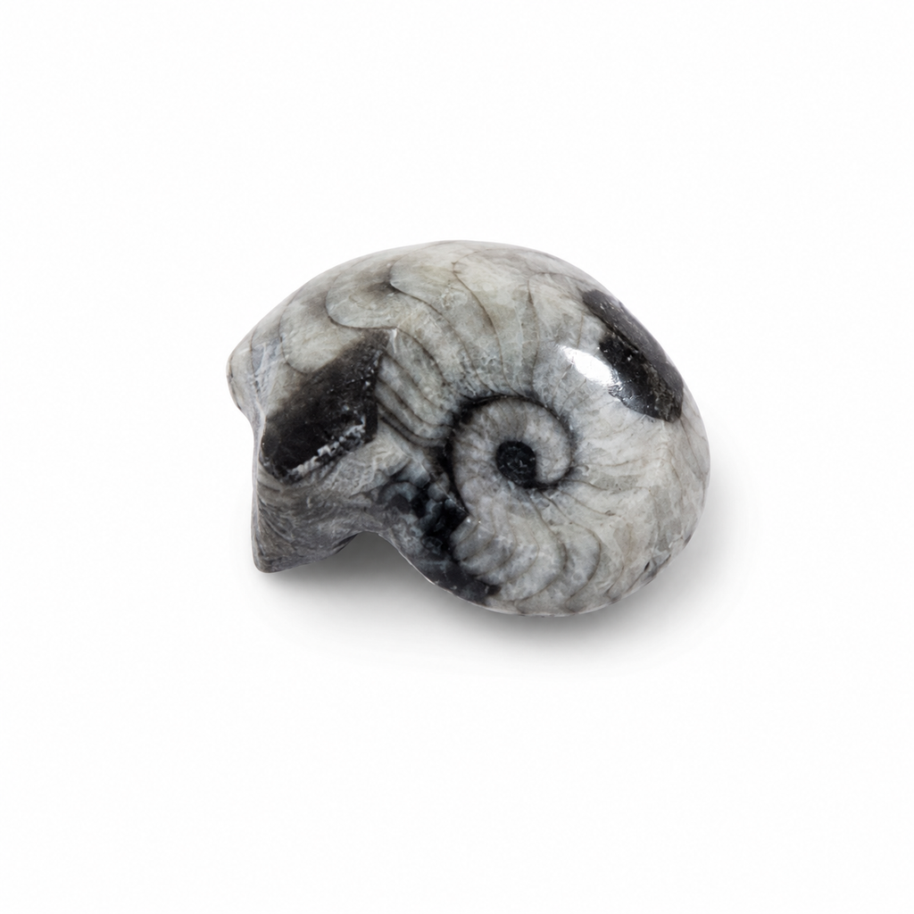 Goniatite Fossil – Polished Ammonite Ancestor