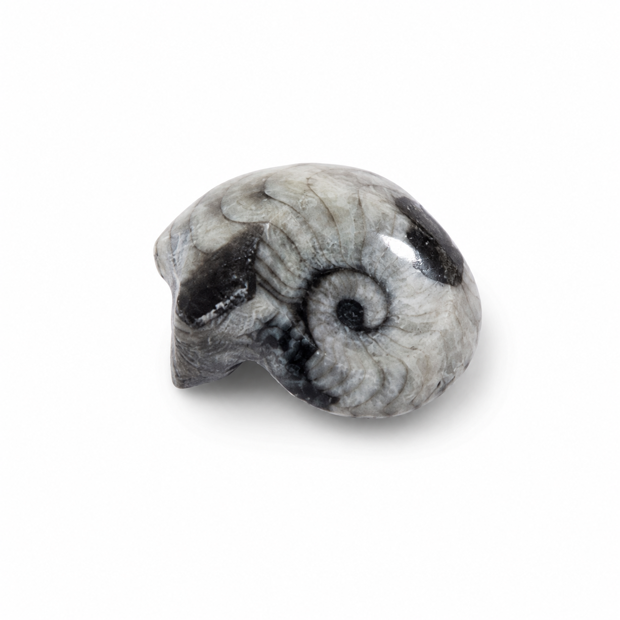 Goniatite Fossil – Polished Ammonite Ancestor