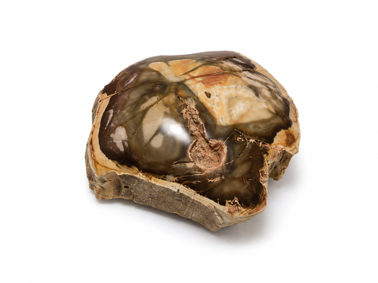 Petrified Wood Tops