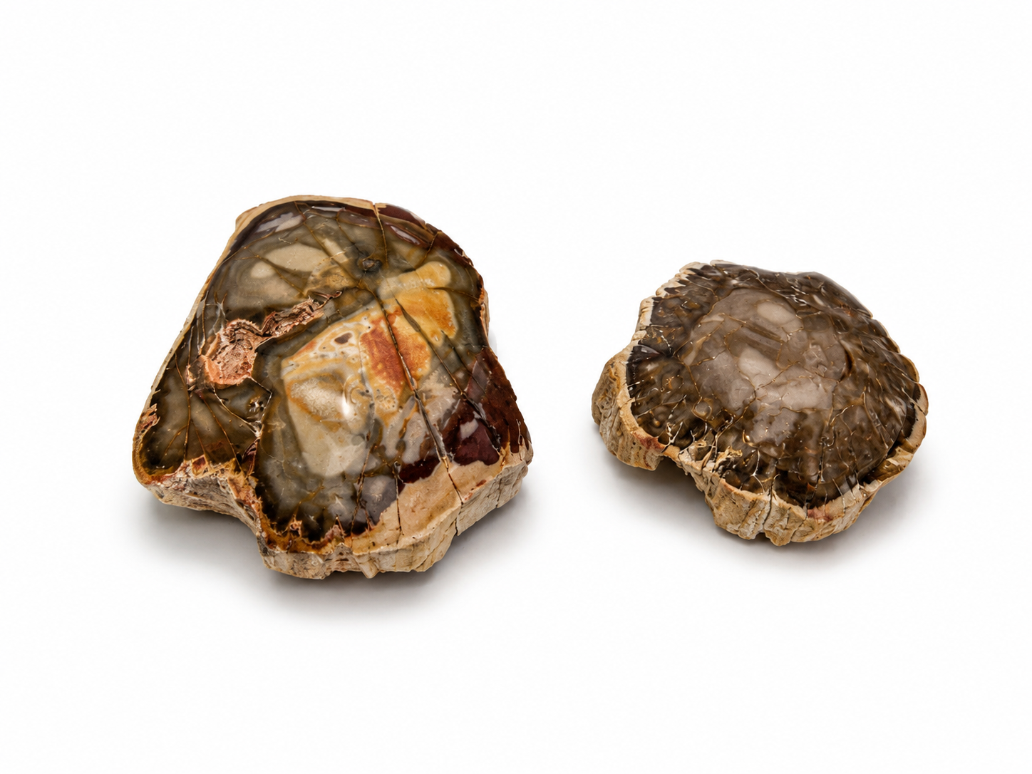 Petrified Wood Tops