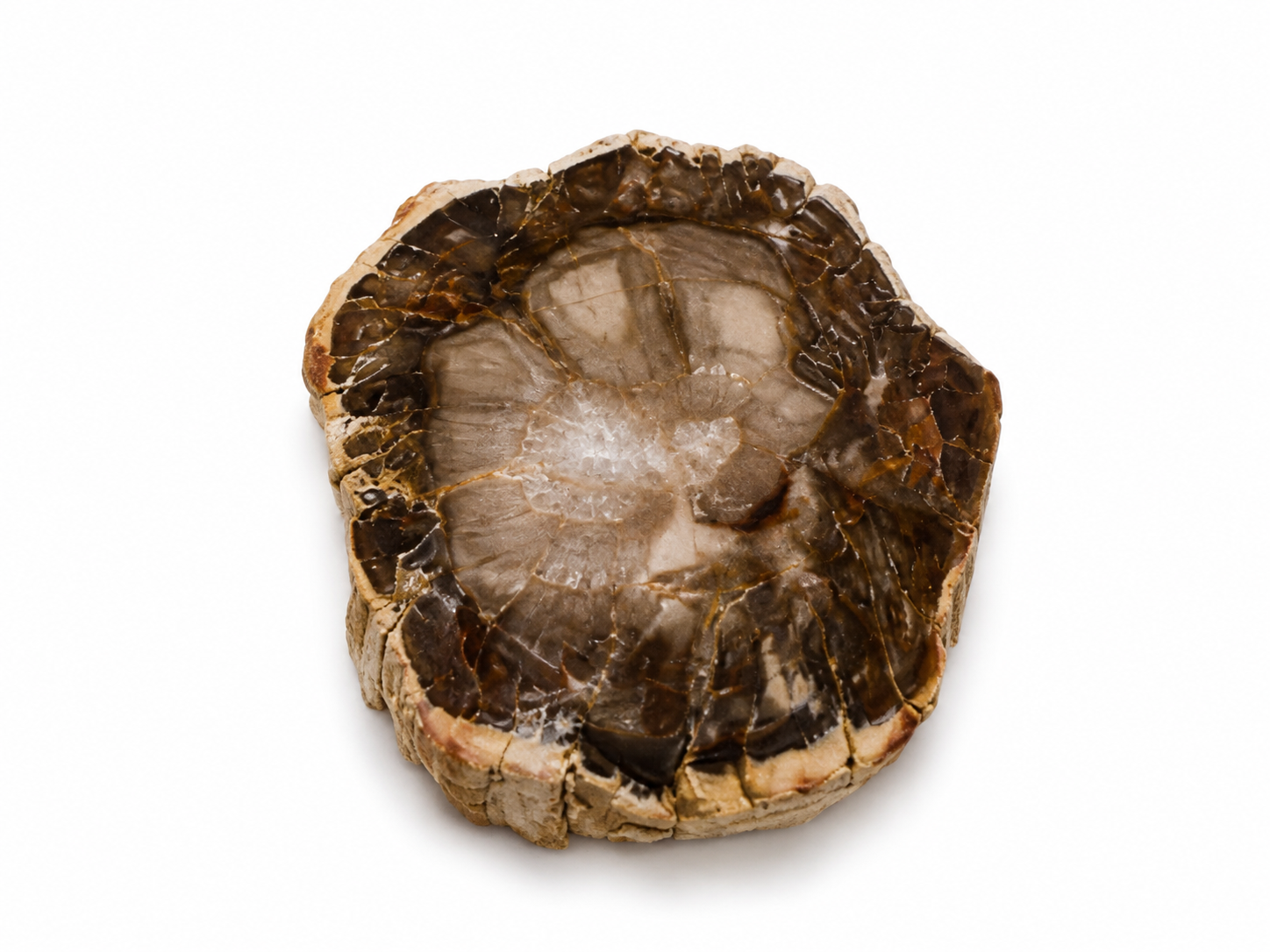 Petrified Wood Tops