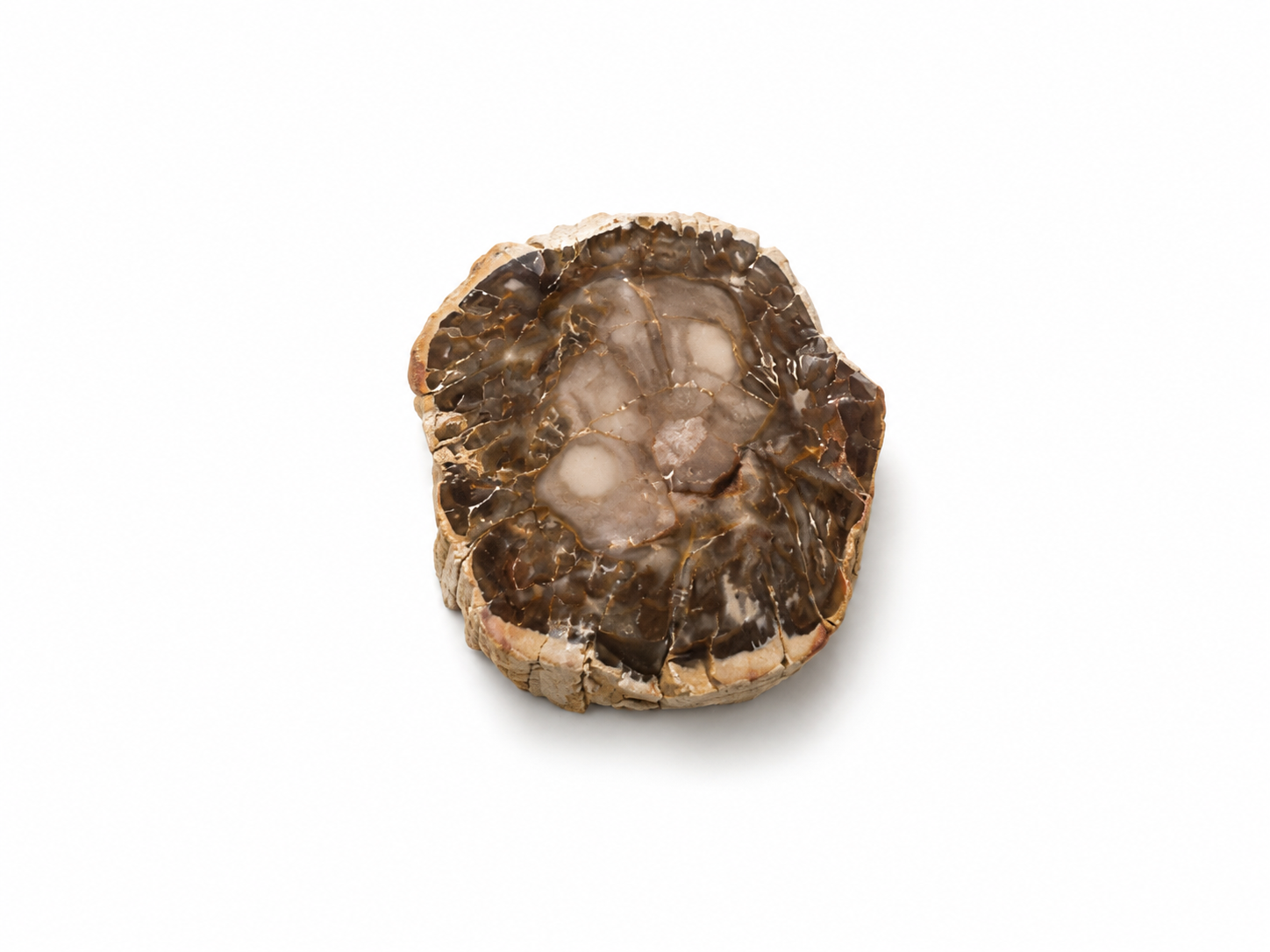 Petrified Wood Tops