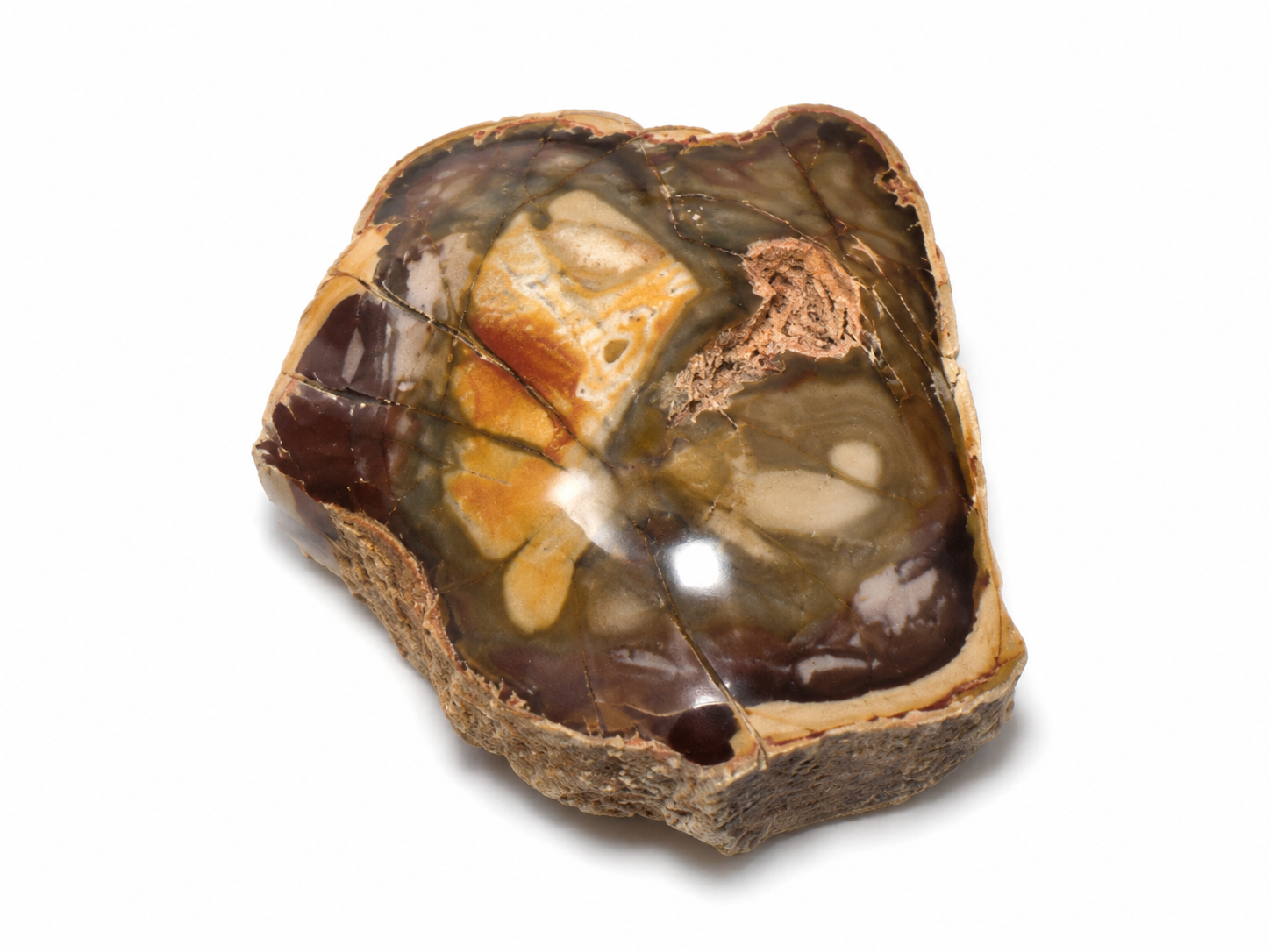 Petrified Wood Tops